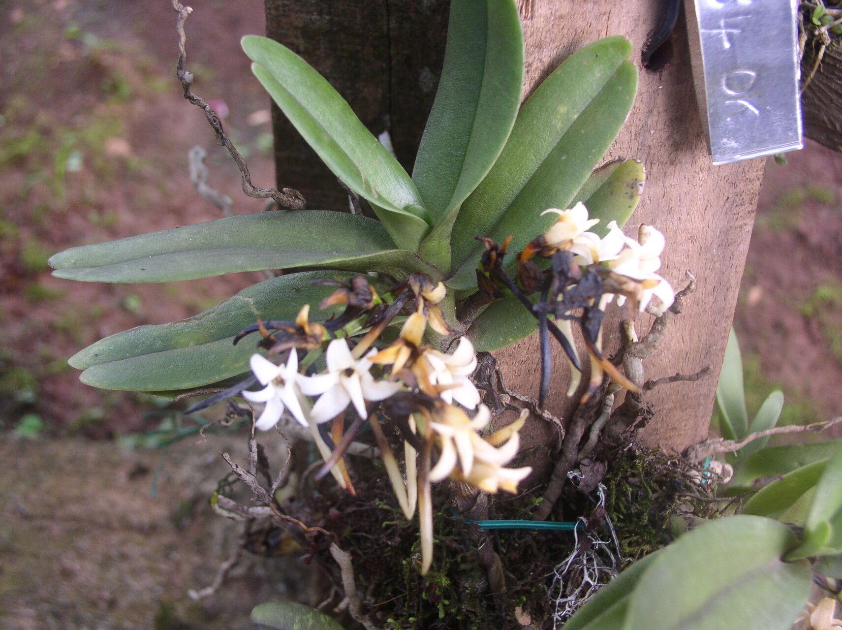 Cyrtorchis okuensis habit