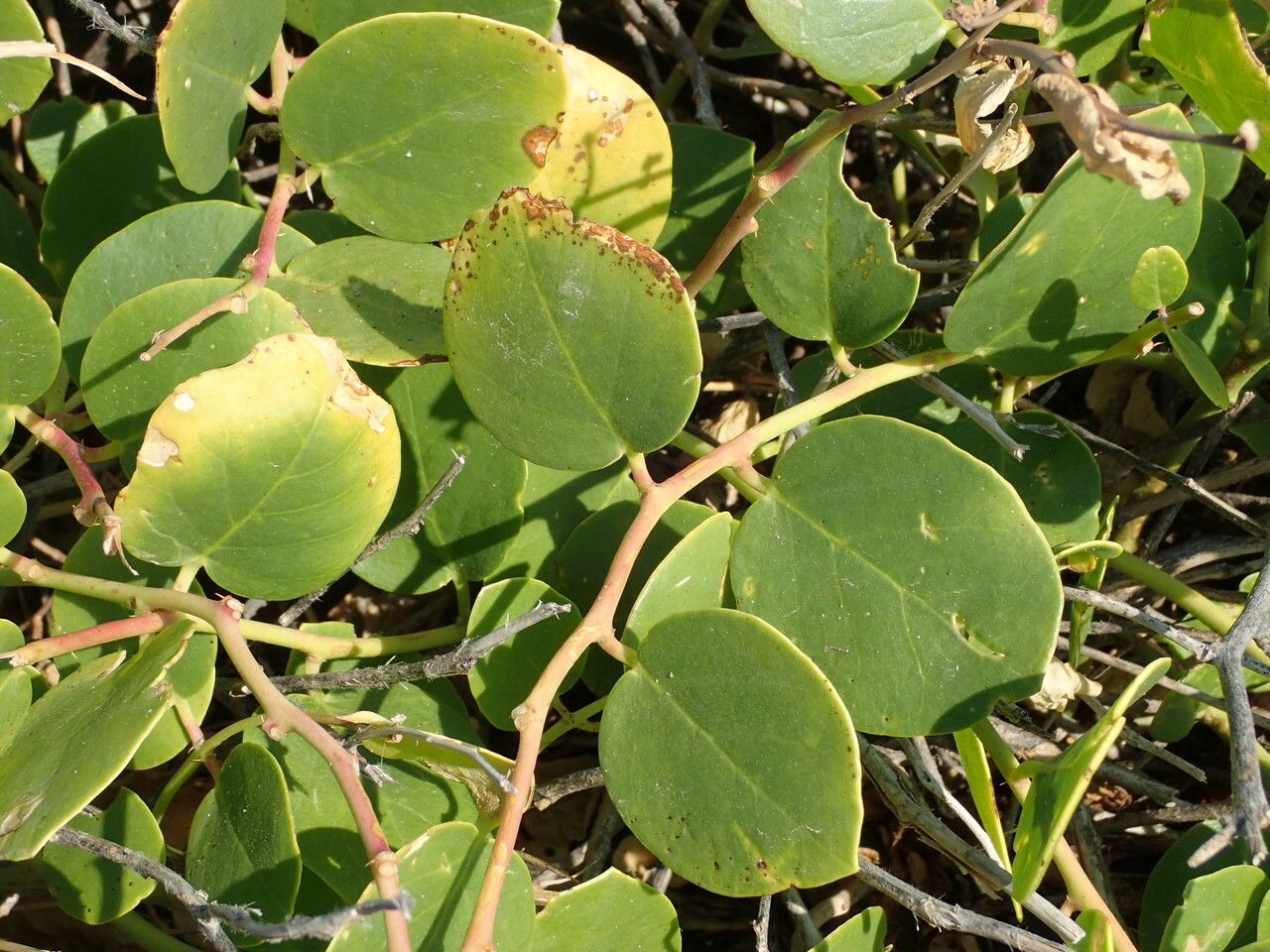 Capparis orientalis — search result for 'Capparis'