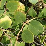Capparis orientalis