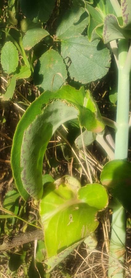 Kalanchoe mitejea leaf