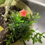 Malvaviscus arboreus