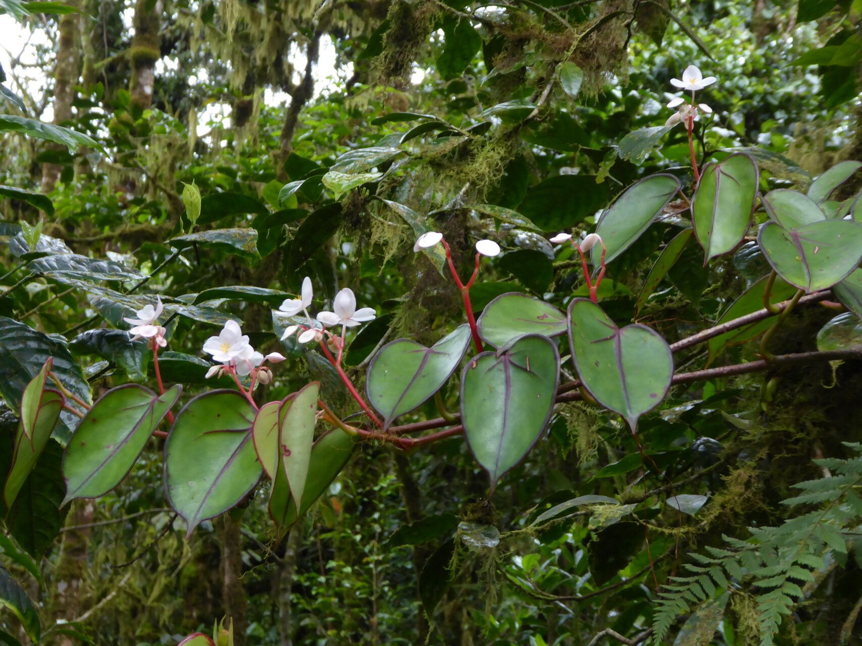 Begonia subalpestris habit