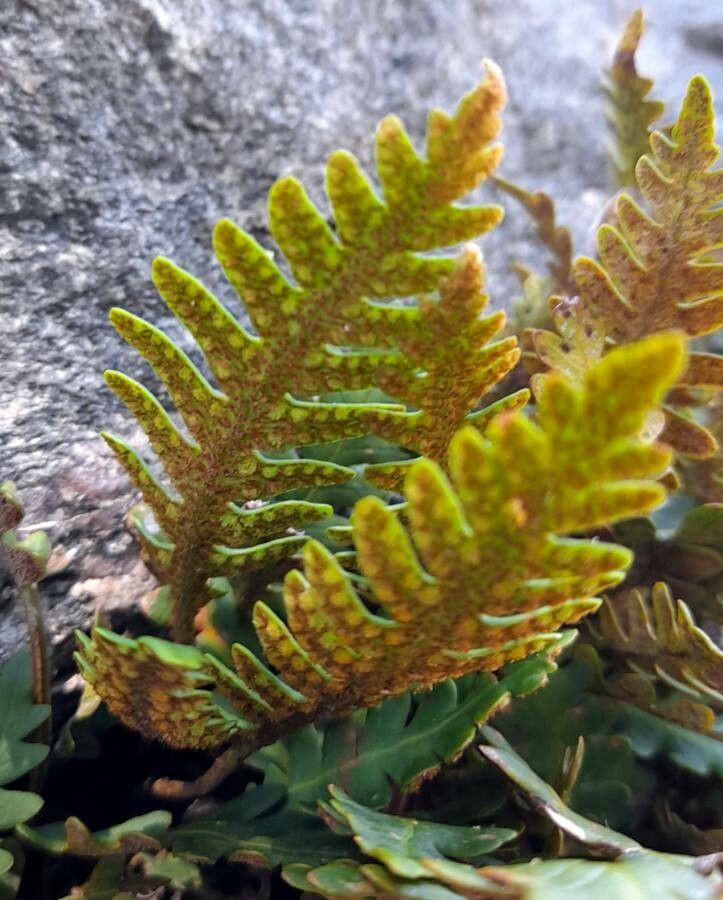 Pleopeltis pinnatifida fruit