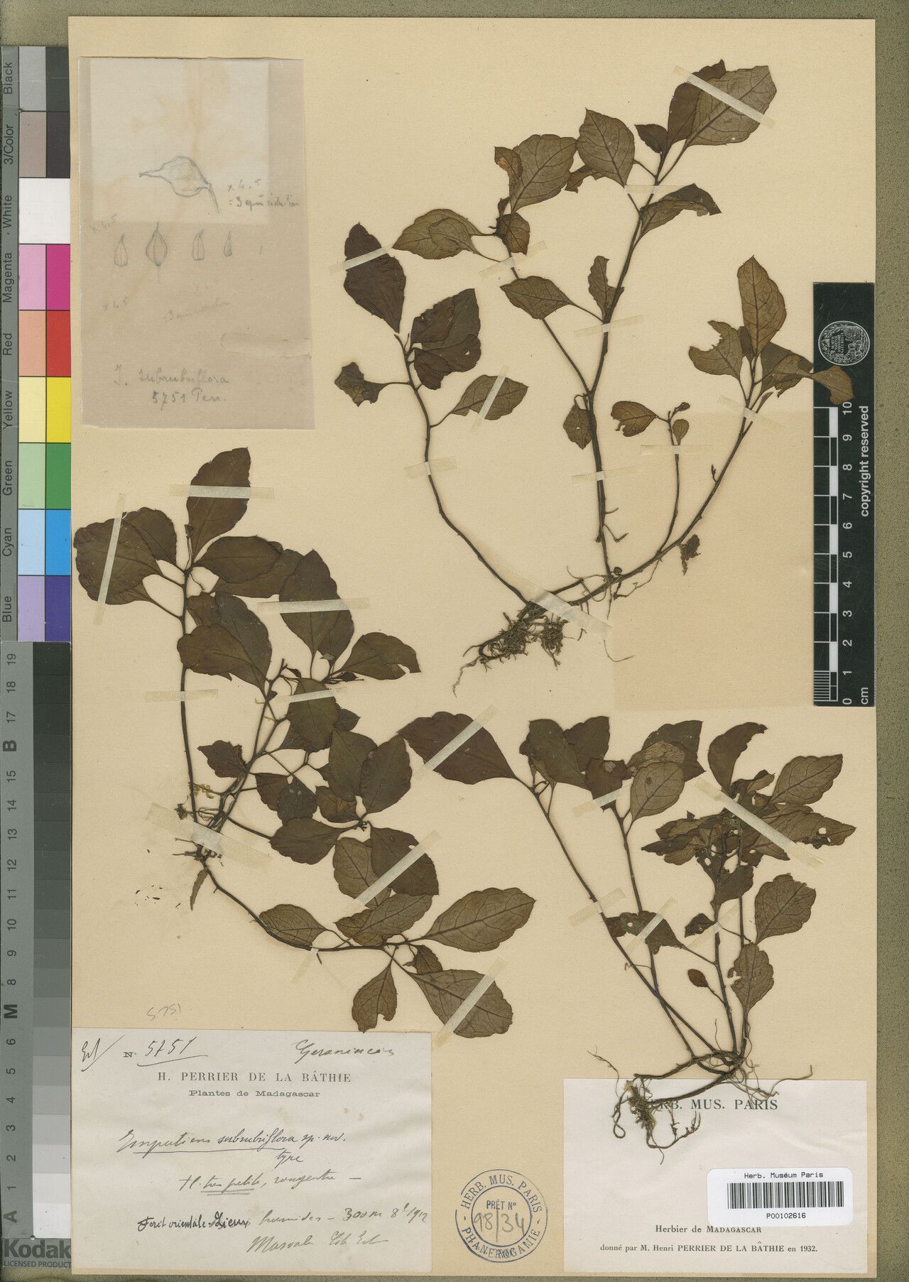 Impatiens subrubriflora — houseplant care guide