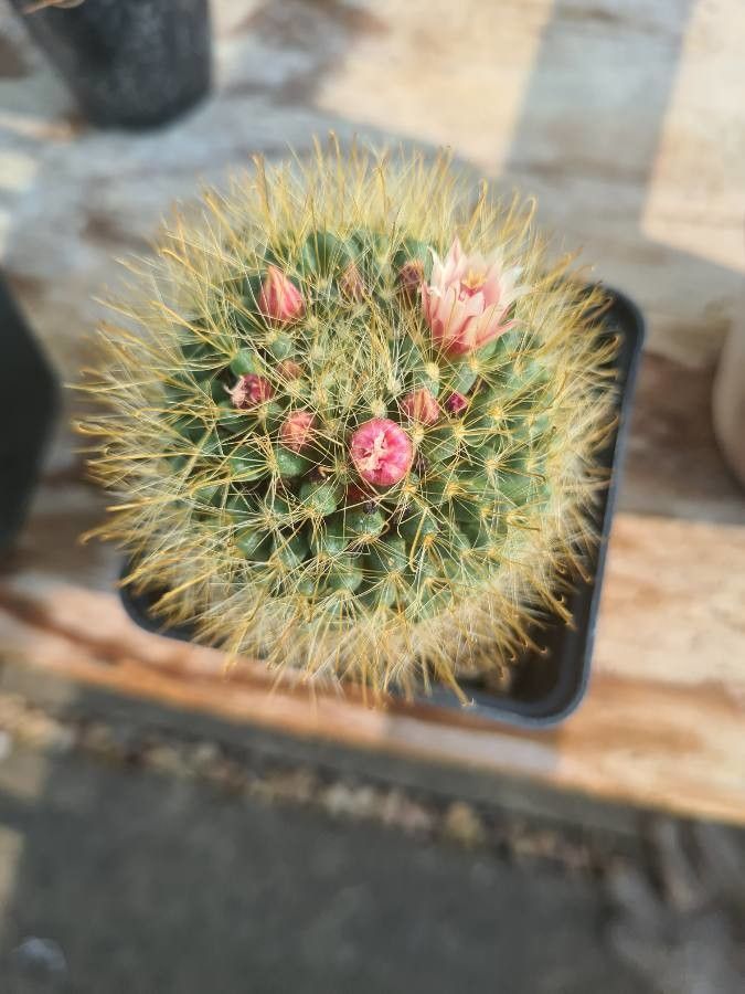 Mammillaria crinita leaf