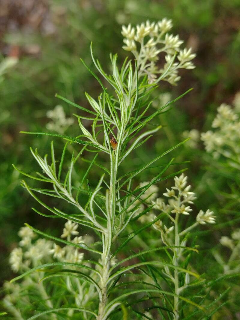 Cassinia quinquefaria — related species from the same genus