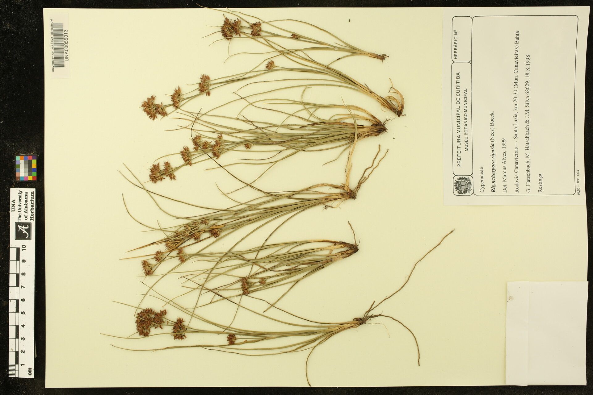 Rhynchospora riparia other