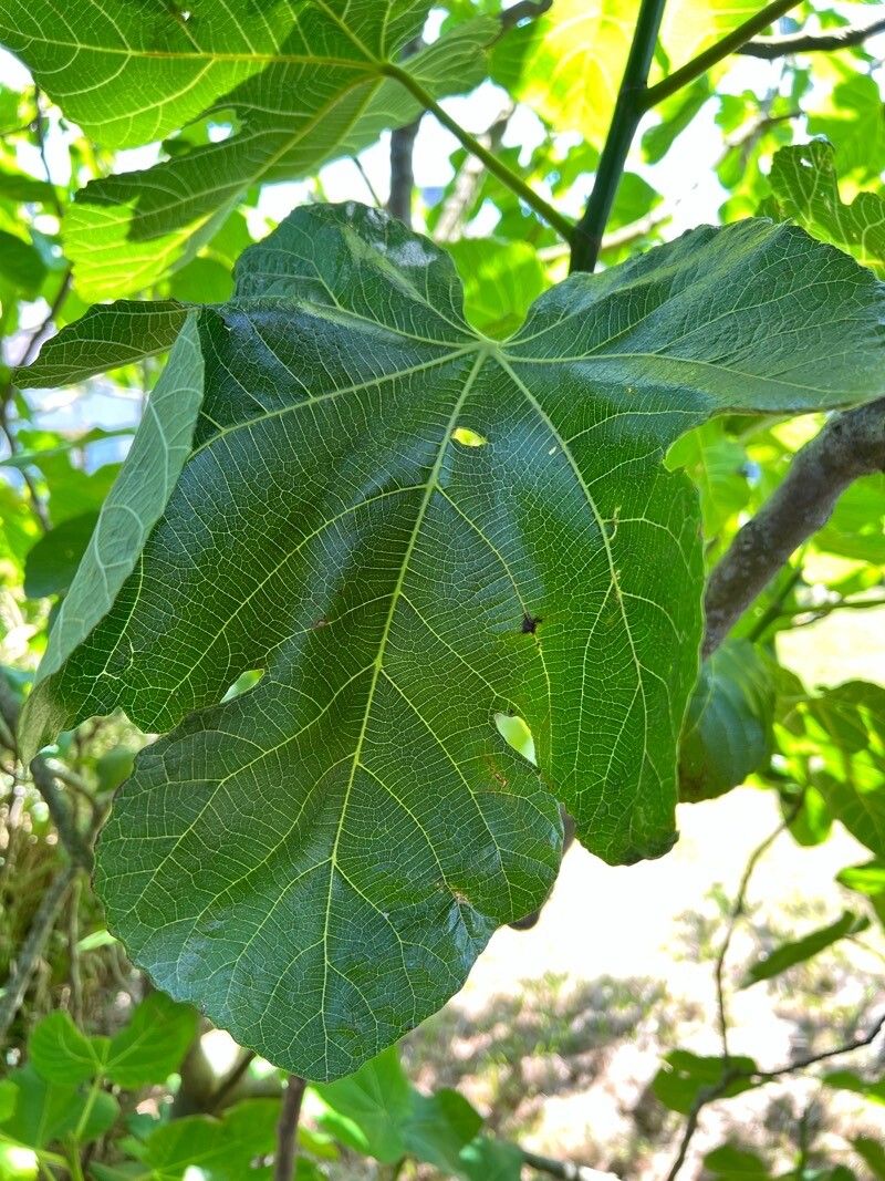 Ficus palmata leaf