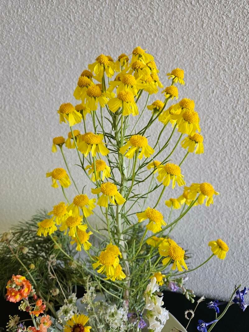 Hymenoxys subintegra — houseplant care guide