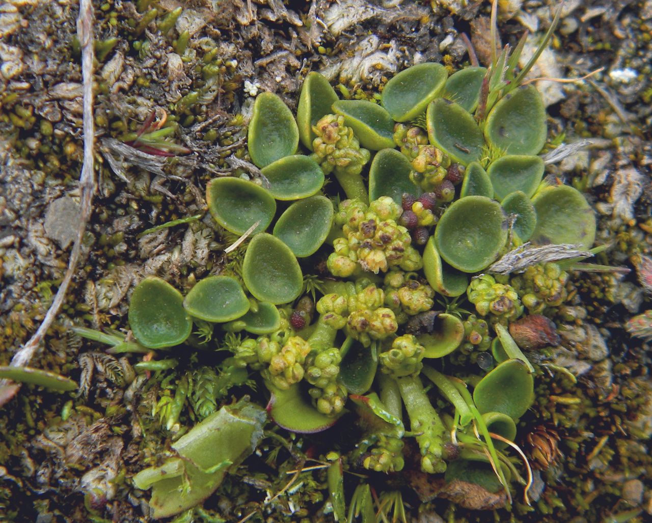 Peperomia parvifolia — search result for 'Peperomia'