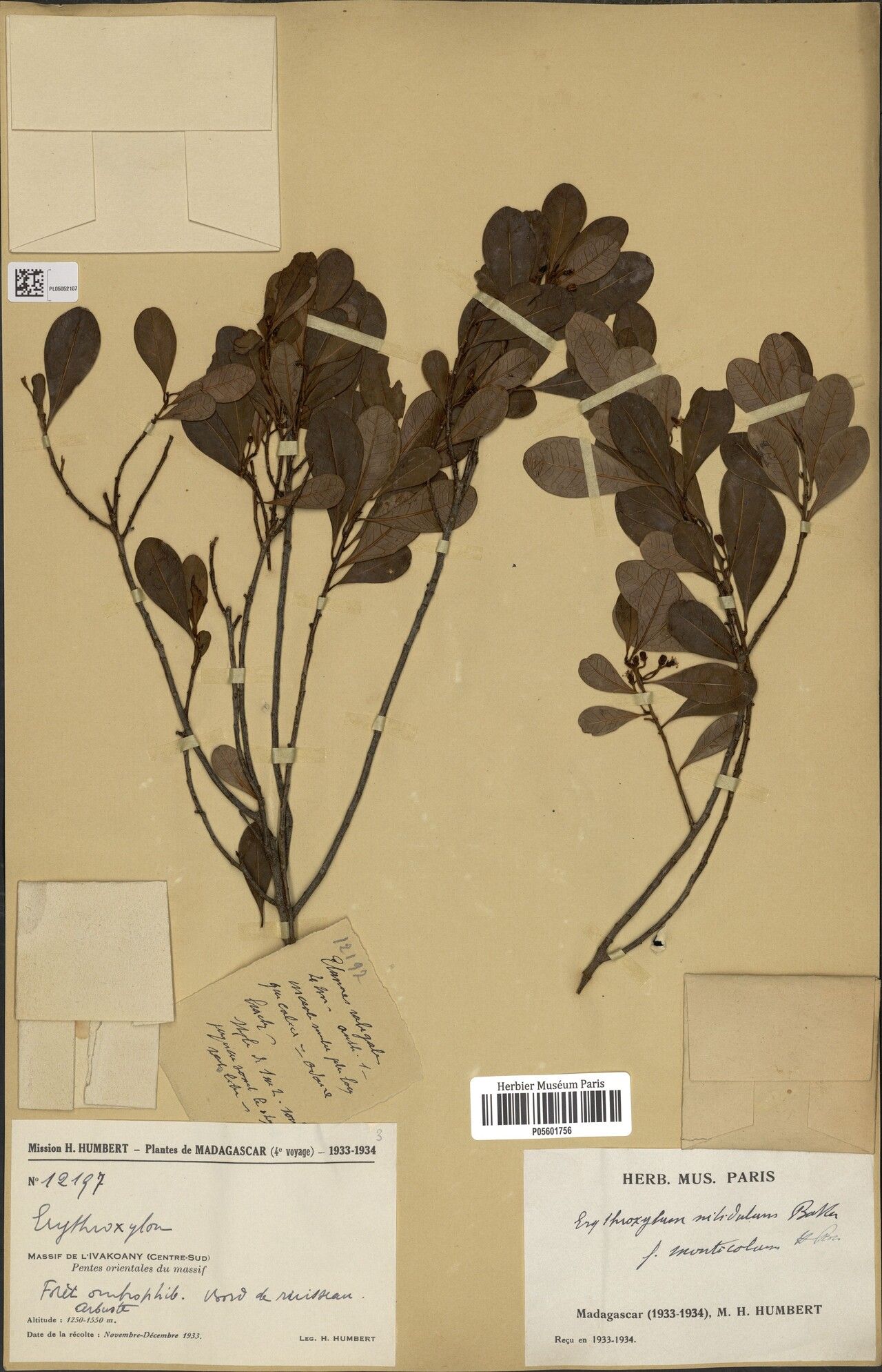 Erythroxylum nitidulum — houseplant care guide