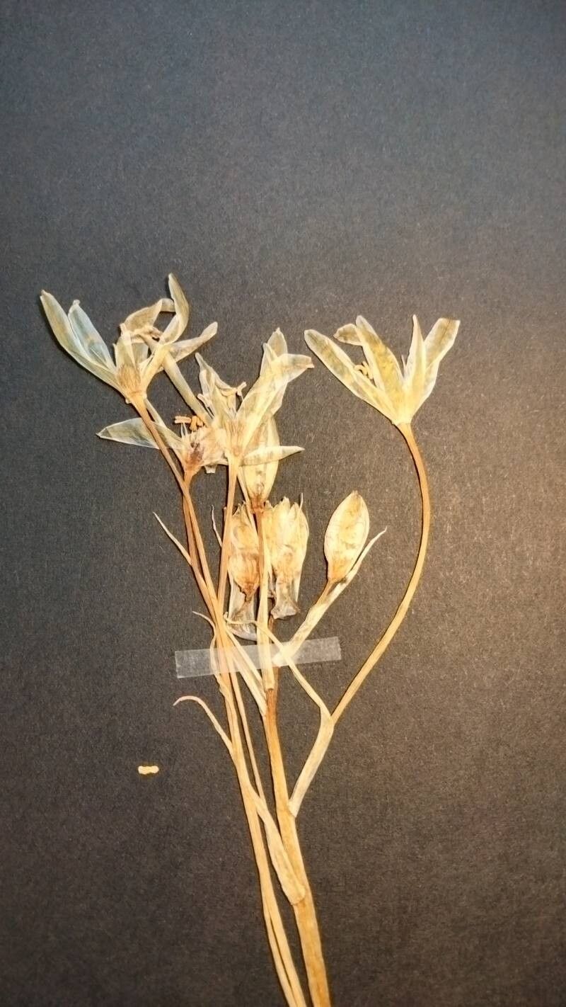 Ornithogalum comosum — search result for 'Ornithogalum'