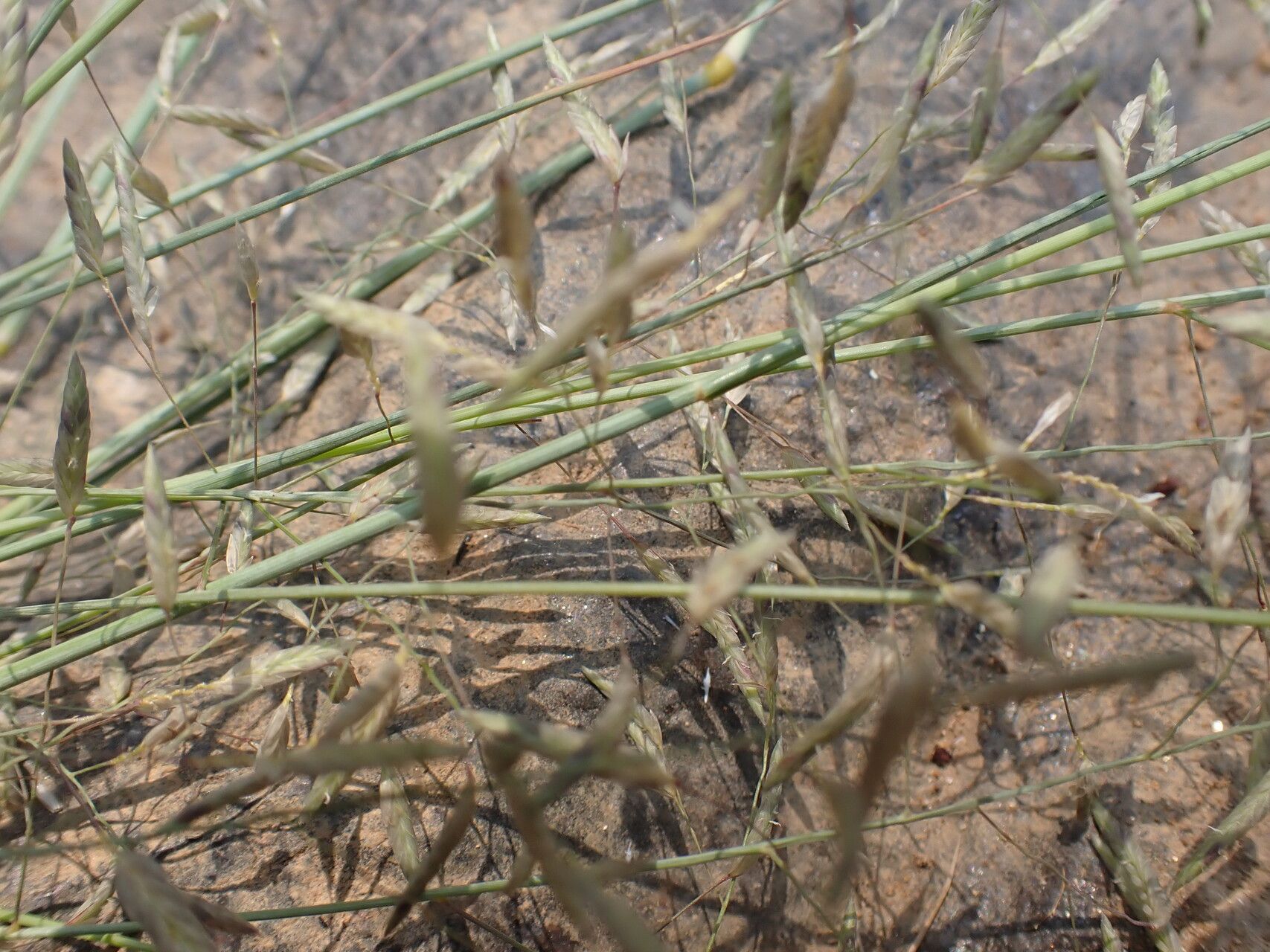 Eragrostis barteri habit