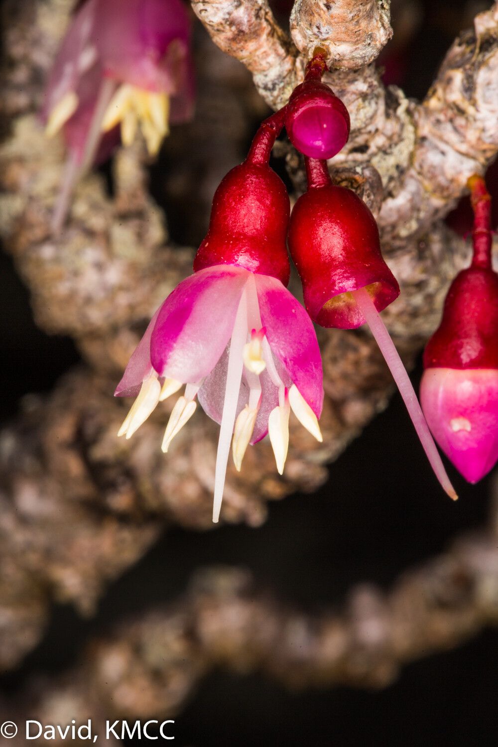 Medinilla papillosa — search result for 'Medinilla'