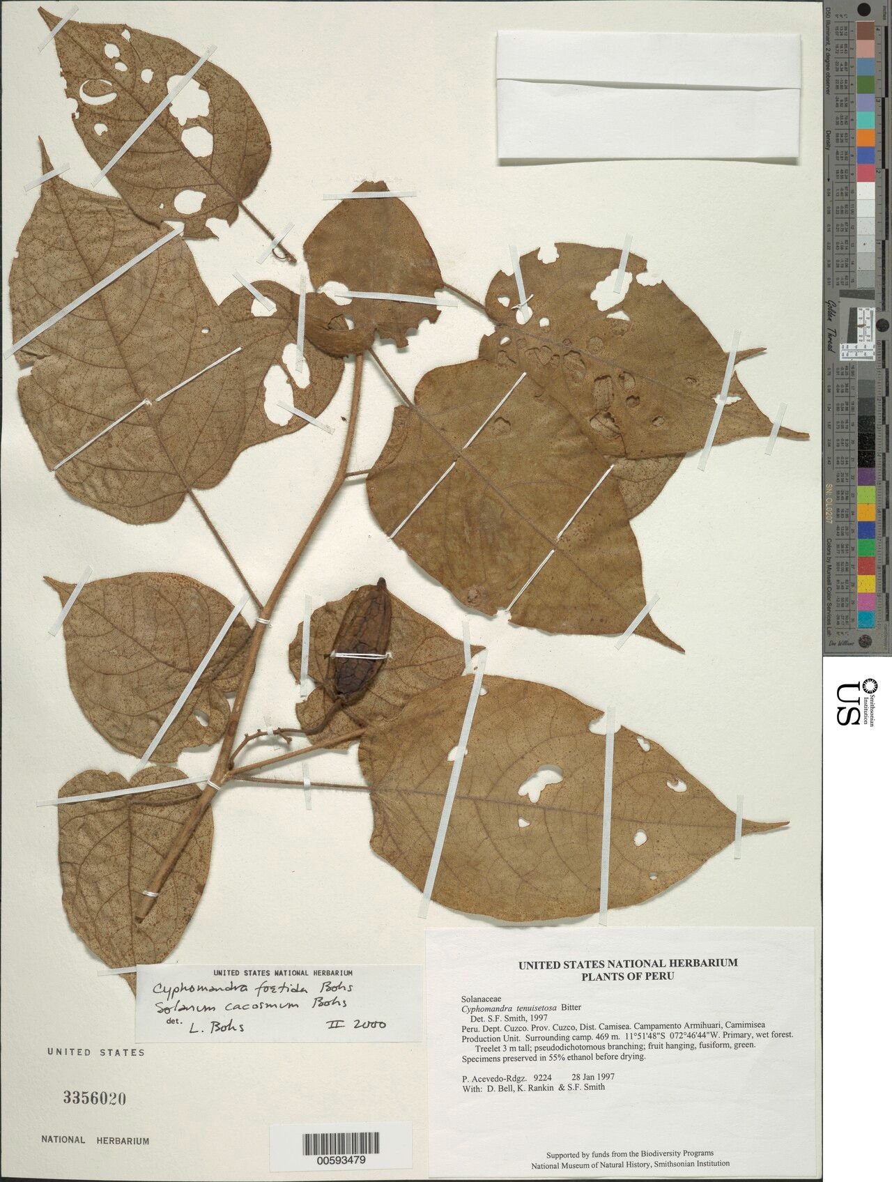 Solanum cacosmum — houseplant care guide