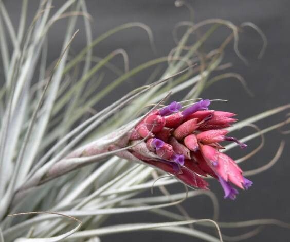Tillandsia horstii habit