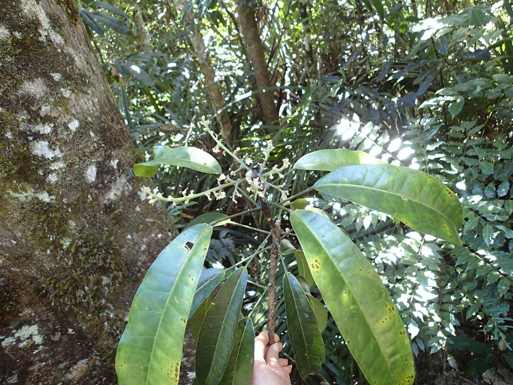Baloghia balansae habit
