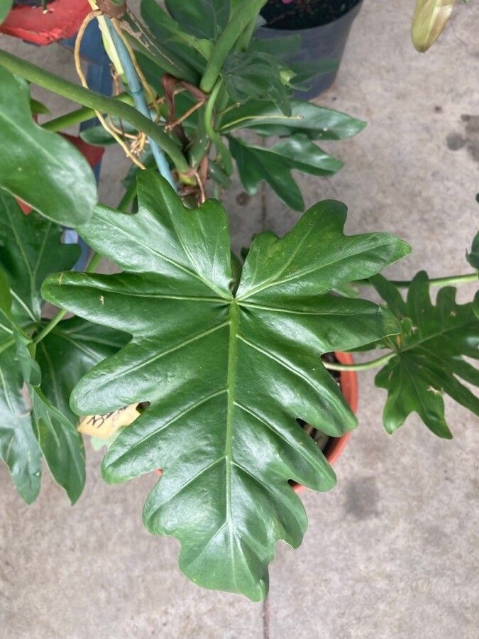 Philodendron lacerum — search result for 'Philodendron'