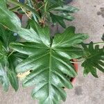 Philodendron lacerum