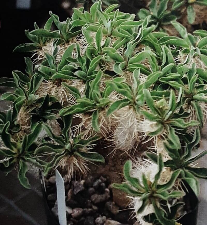 Euphorbia guillauminiana — houseplant care guide