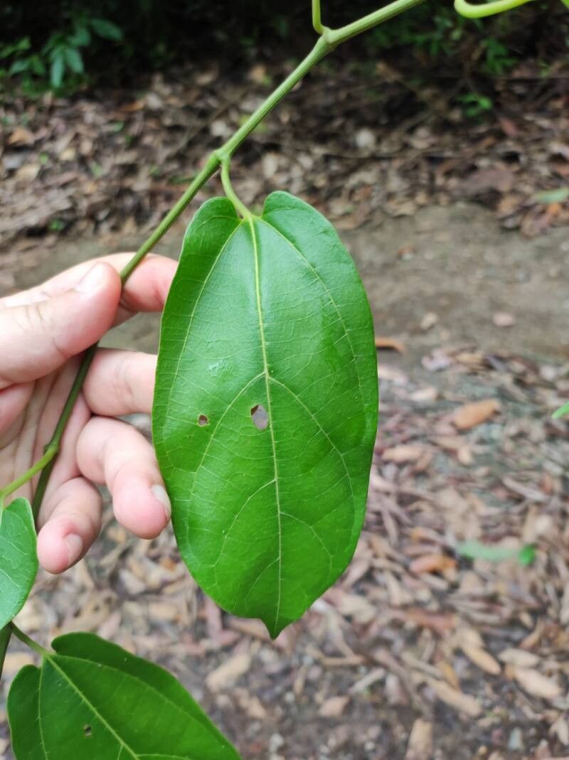 Aristolochia ornithorhyncha — search result for 'Aristolochia'