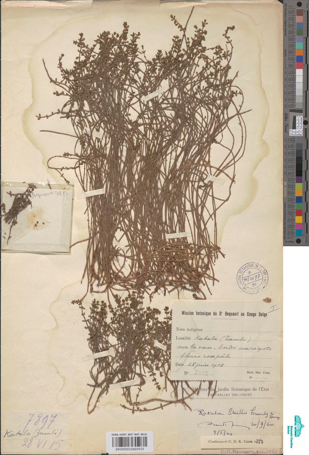 Rotala smithii — search result for 'Rotala'