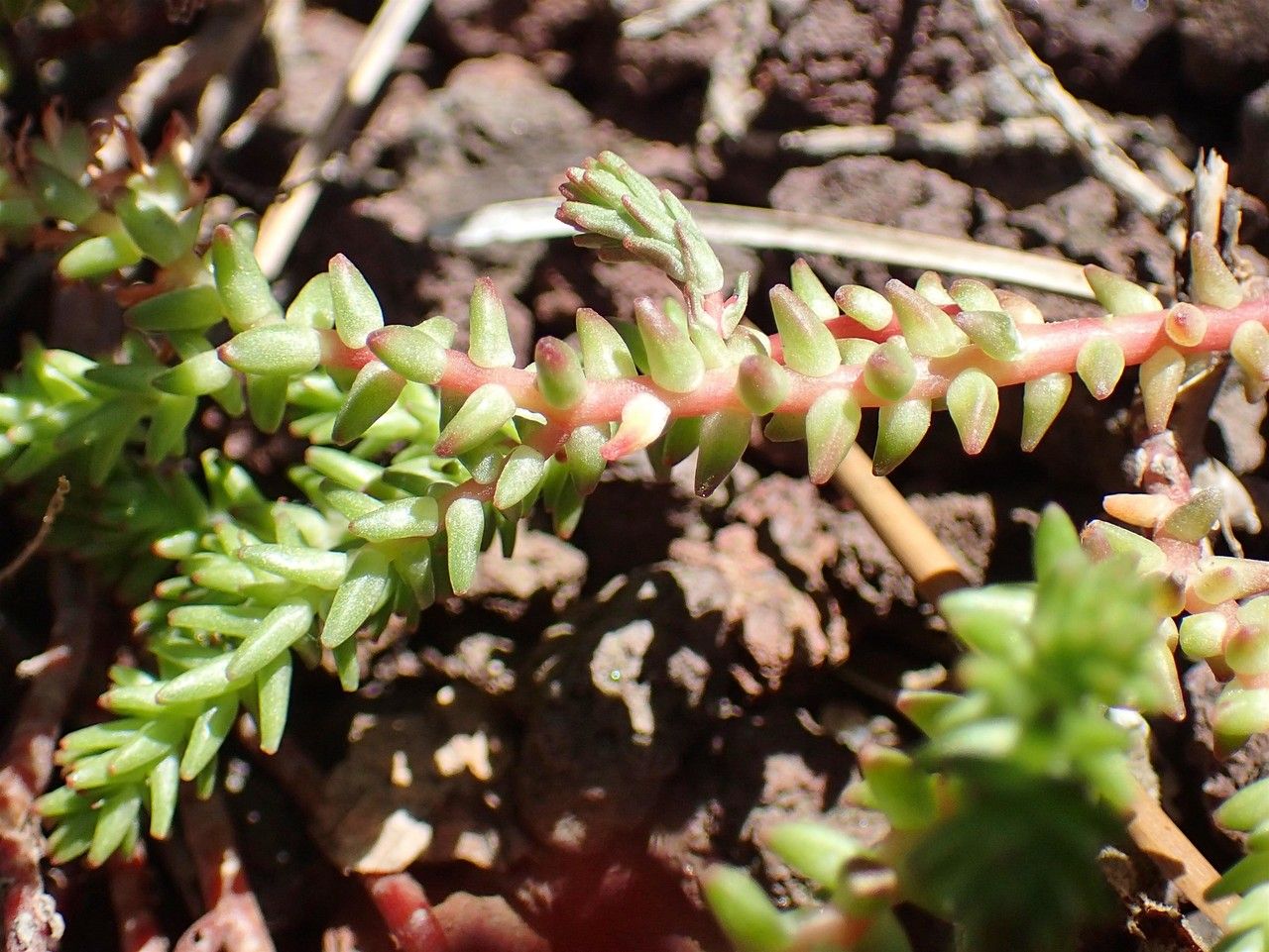 Sedum moranense fruit