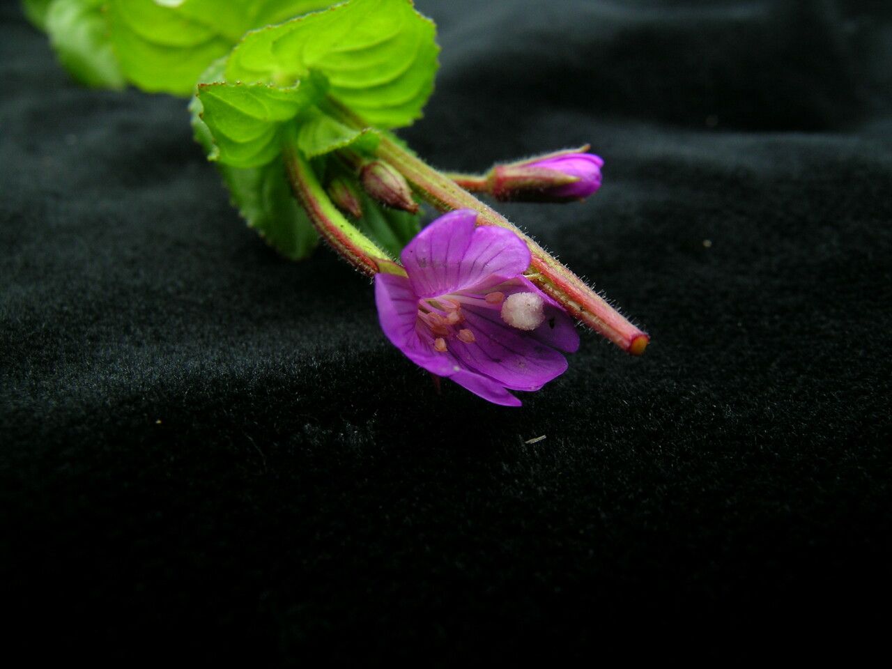 Epilobium amurense flower