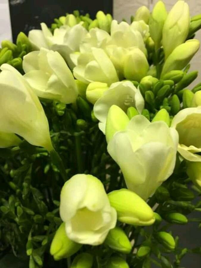 Freesia refracta flower