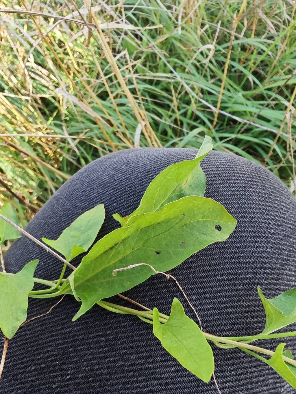 Calystegia atriplicifolia