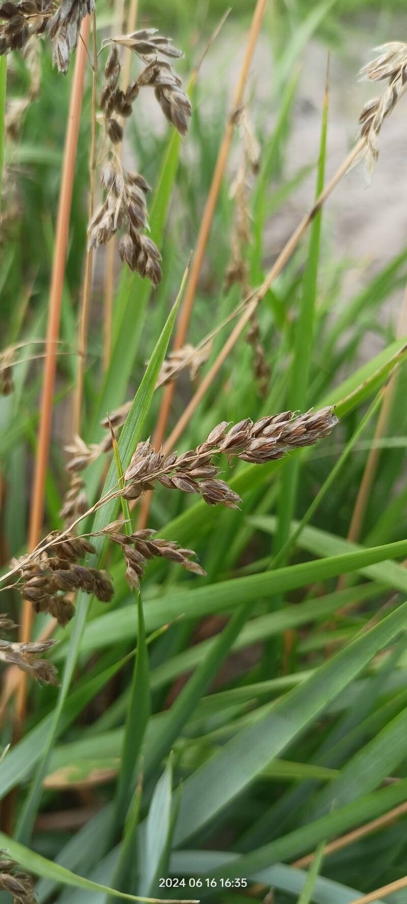 Anthoxanthum repens — search result for 'Anthoxanthum'