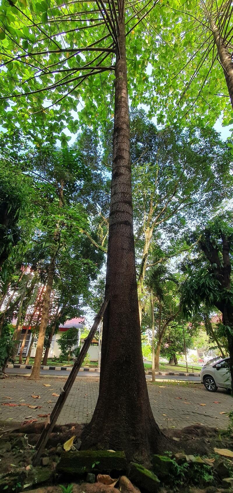 Neolamarckia macrophylla habit