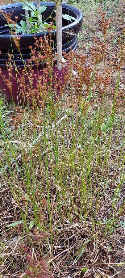Juncus marginatus fruit