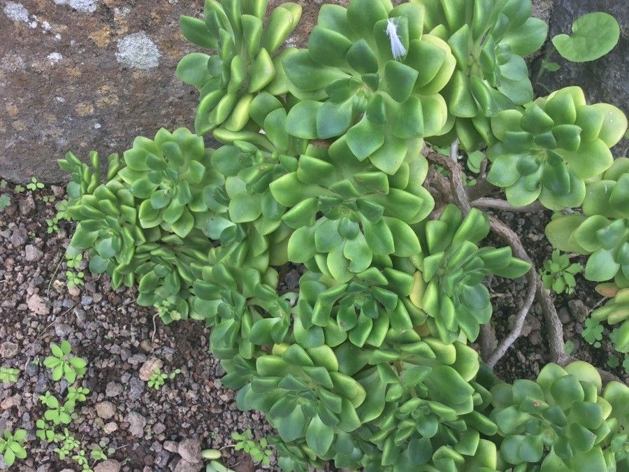 Aeonium lindleyi — search result for 'Aeonium'
