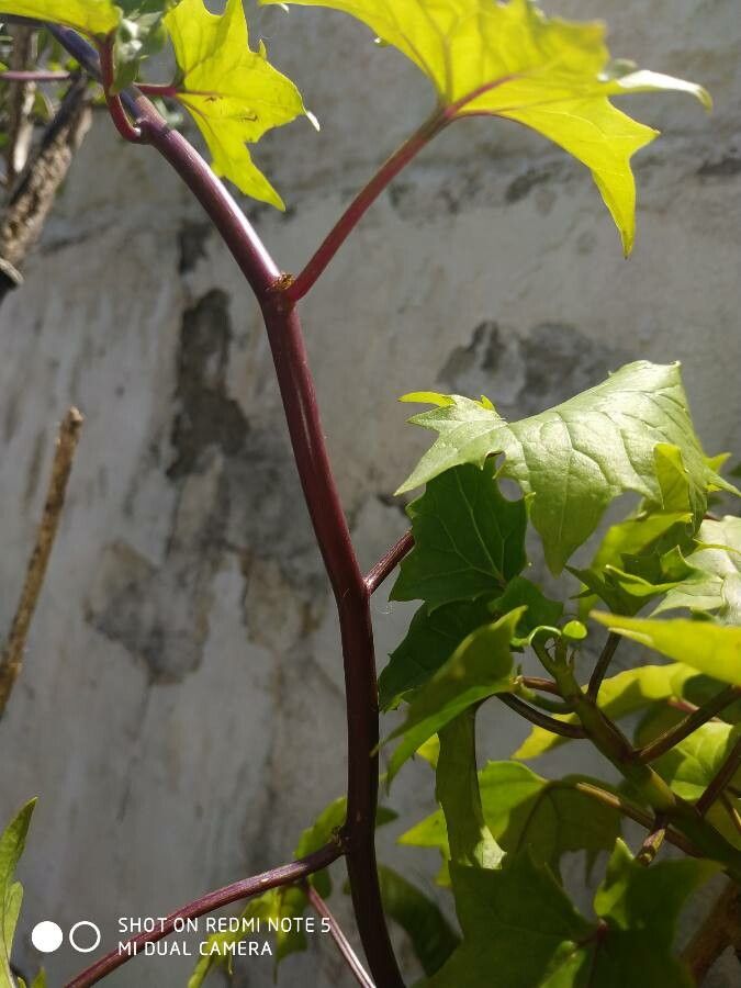 Delairea odorata bark