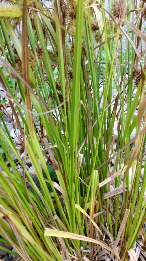 Carex hystericina leaf