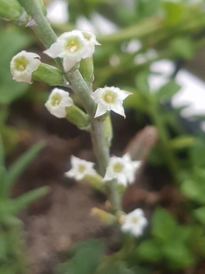 Adromischus cristatus flower