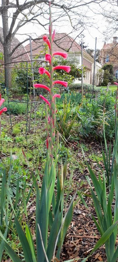 Watsonia aletroides — related species from the same genus