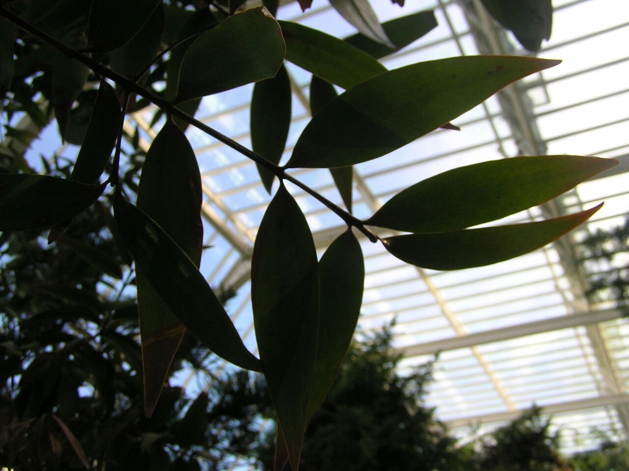 Agathis labillardierei — related species from the same genus