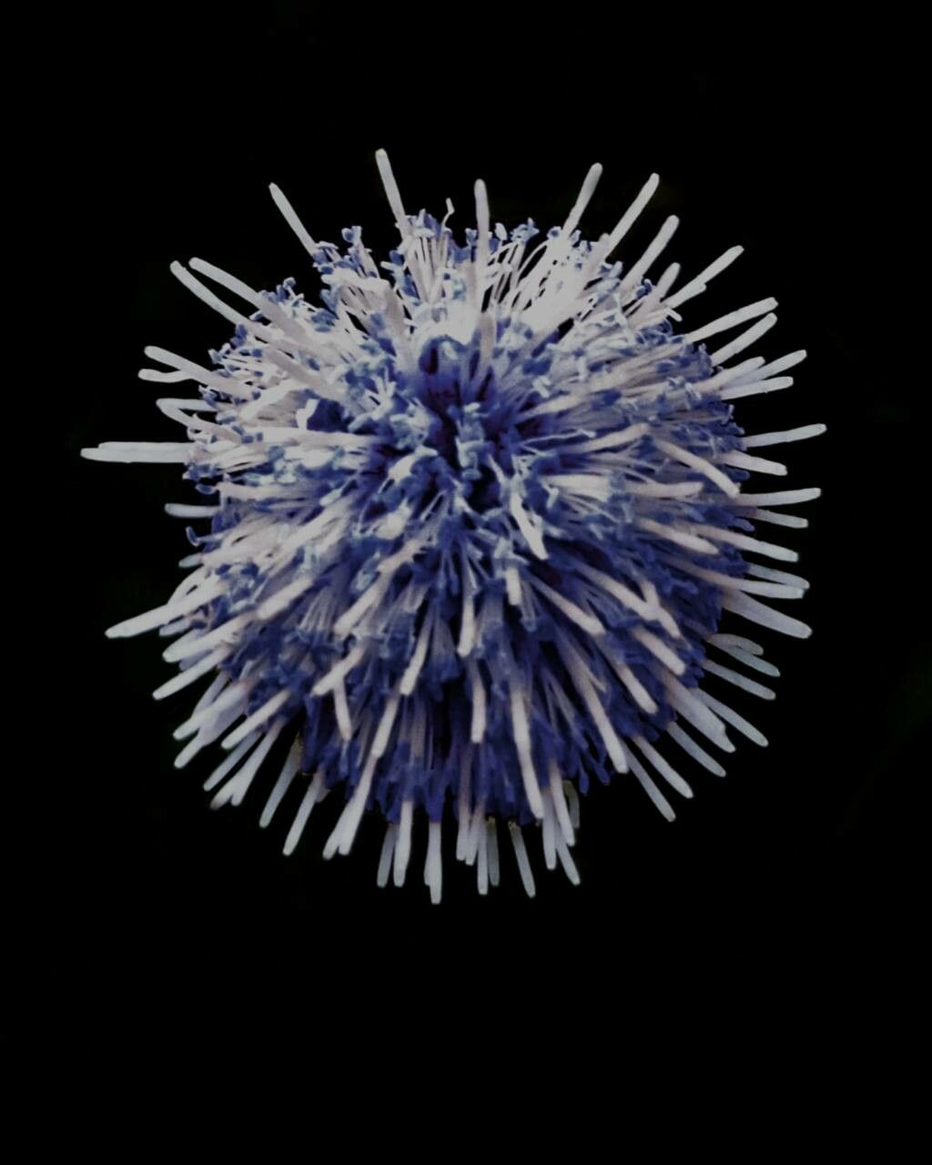 Globularia punctata flower