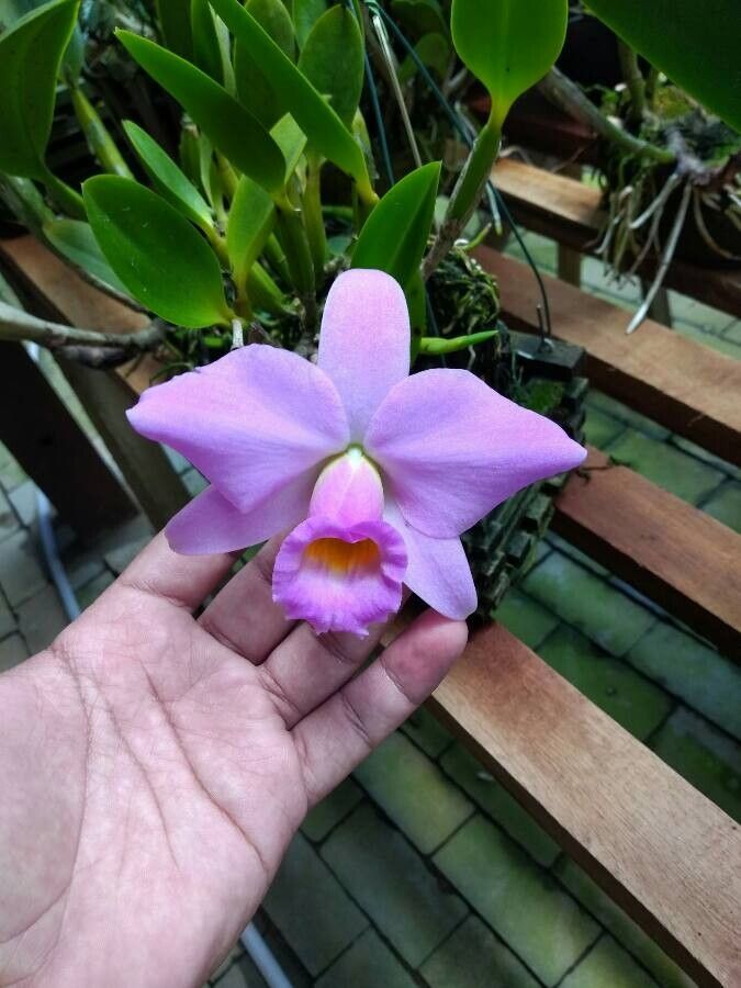 Cattleya praestans flower