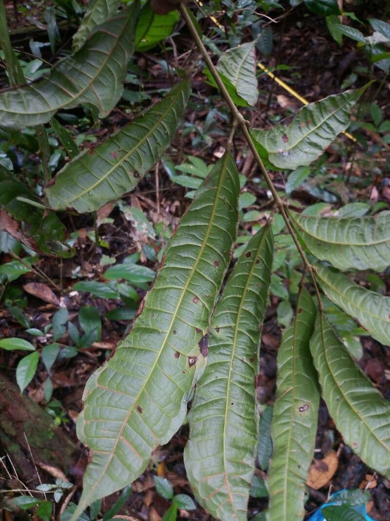 Protium opacum — houseplant care guide