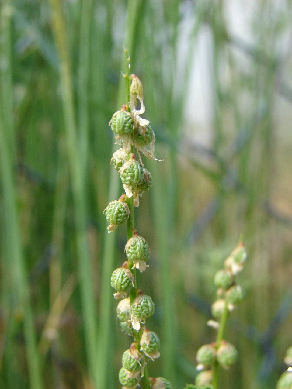 Melilotus italicus fruit