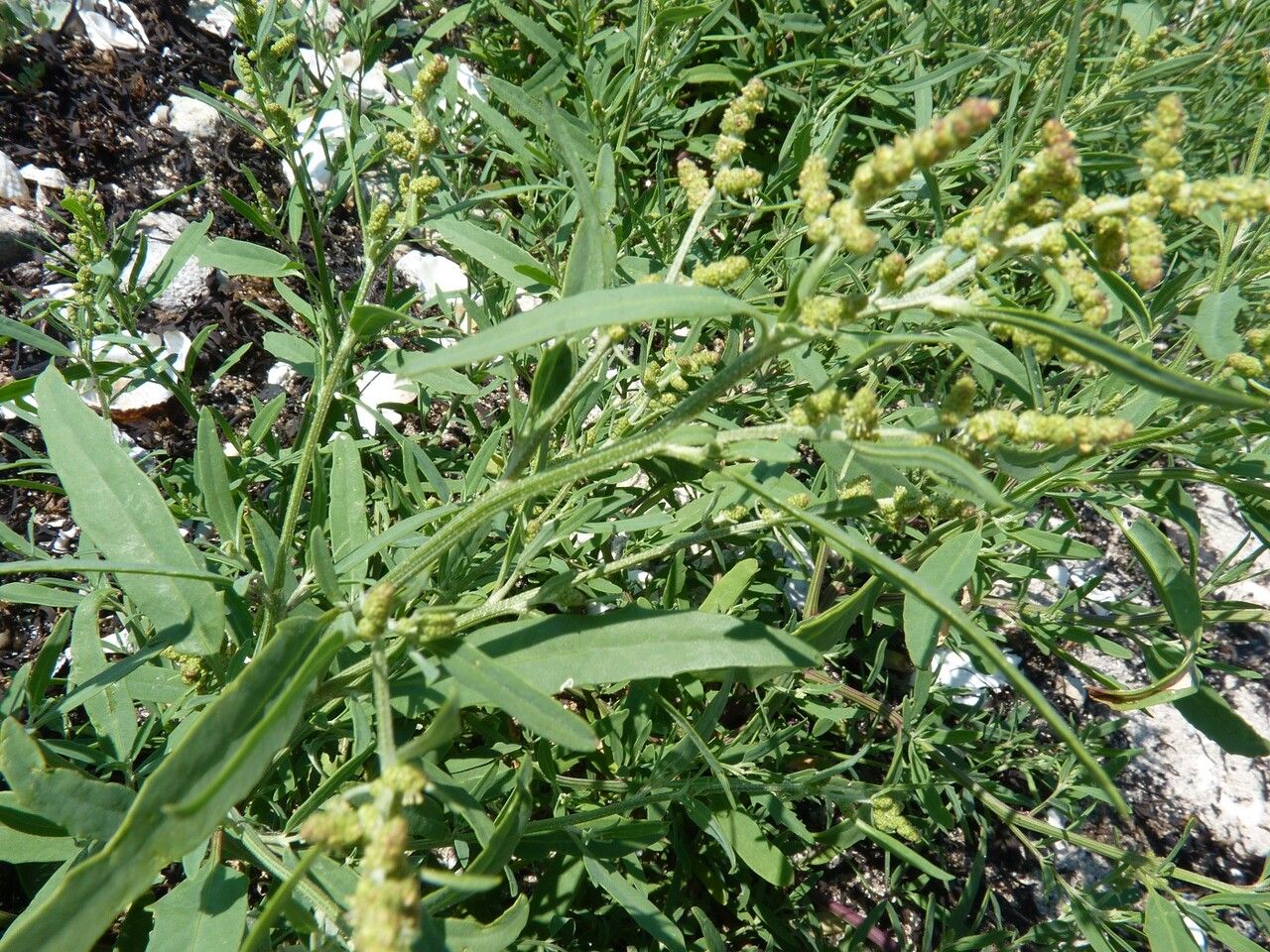 Atriplex littoralis flower