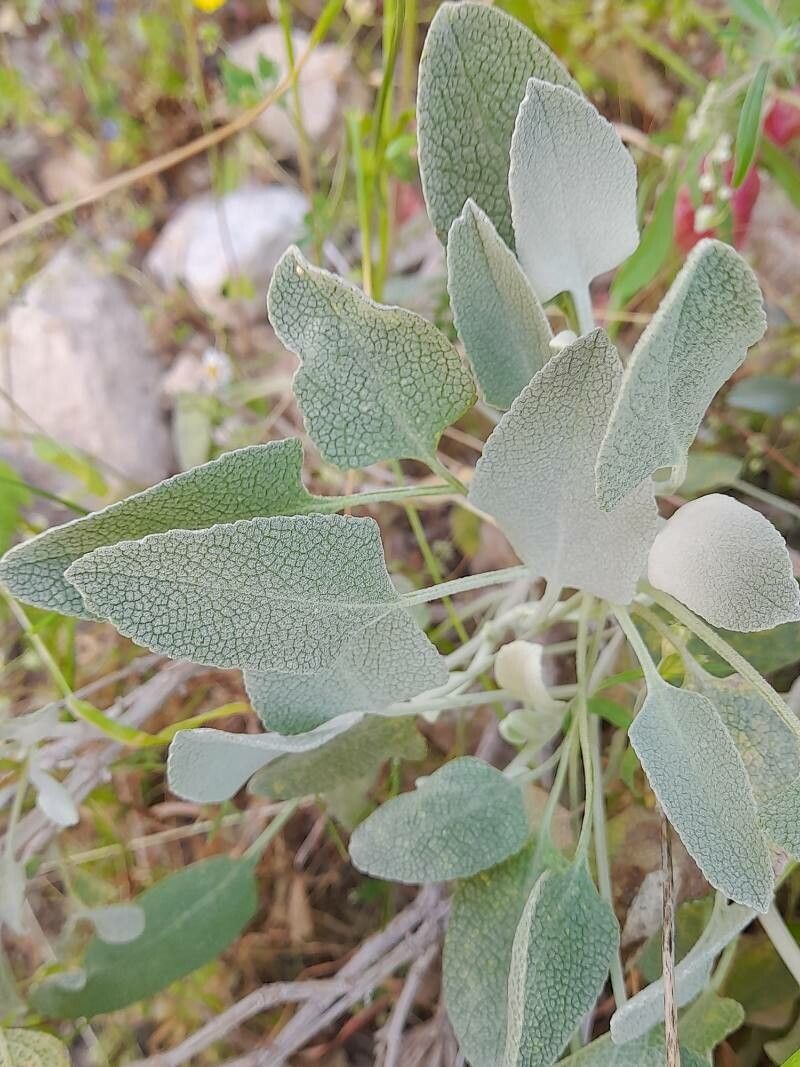 Phlomis aucheri — related species from the same genus