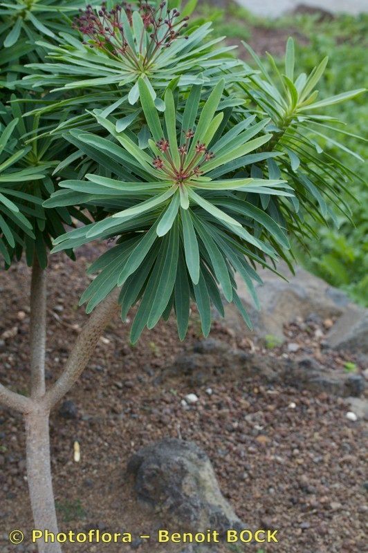 Euphorbia bravoana habit