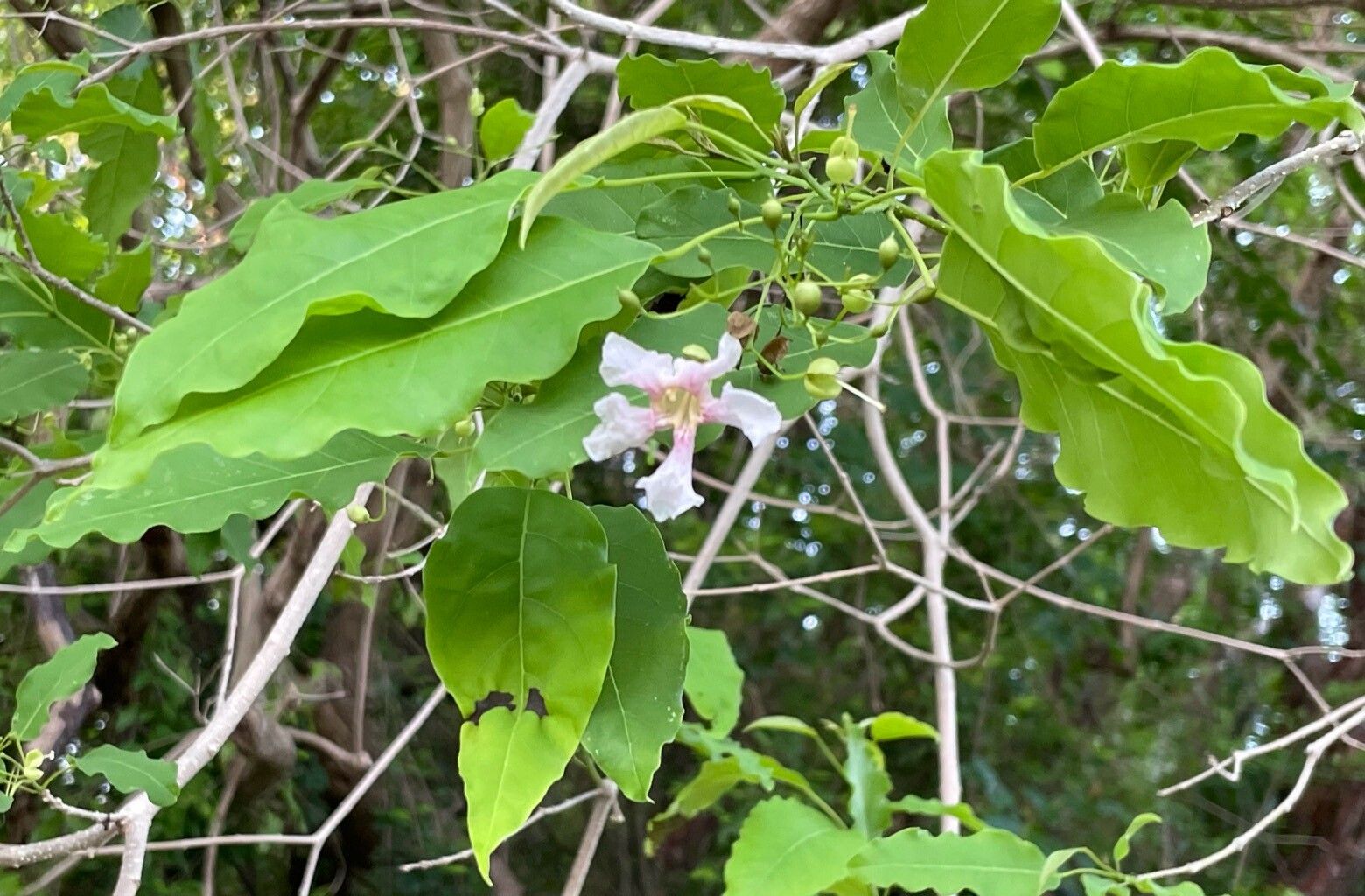 Catalpa longissima flower