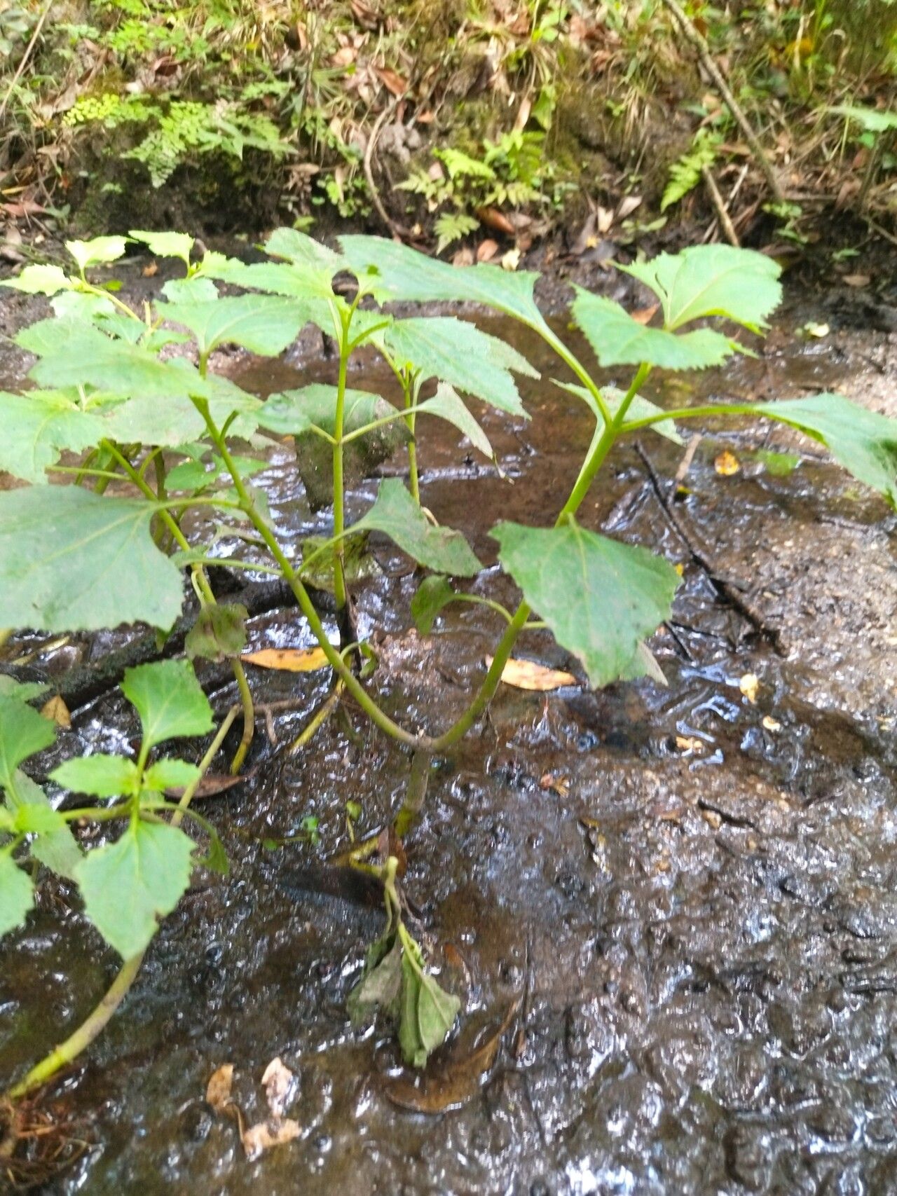 Adenostemma brasilianum — related species from the same genus