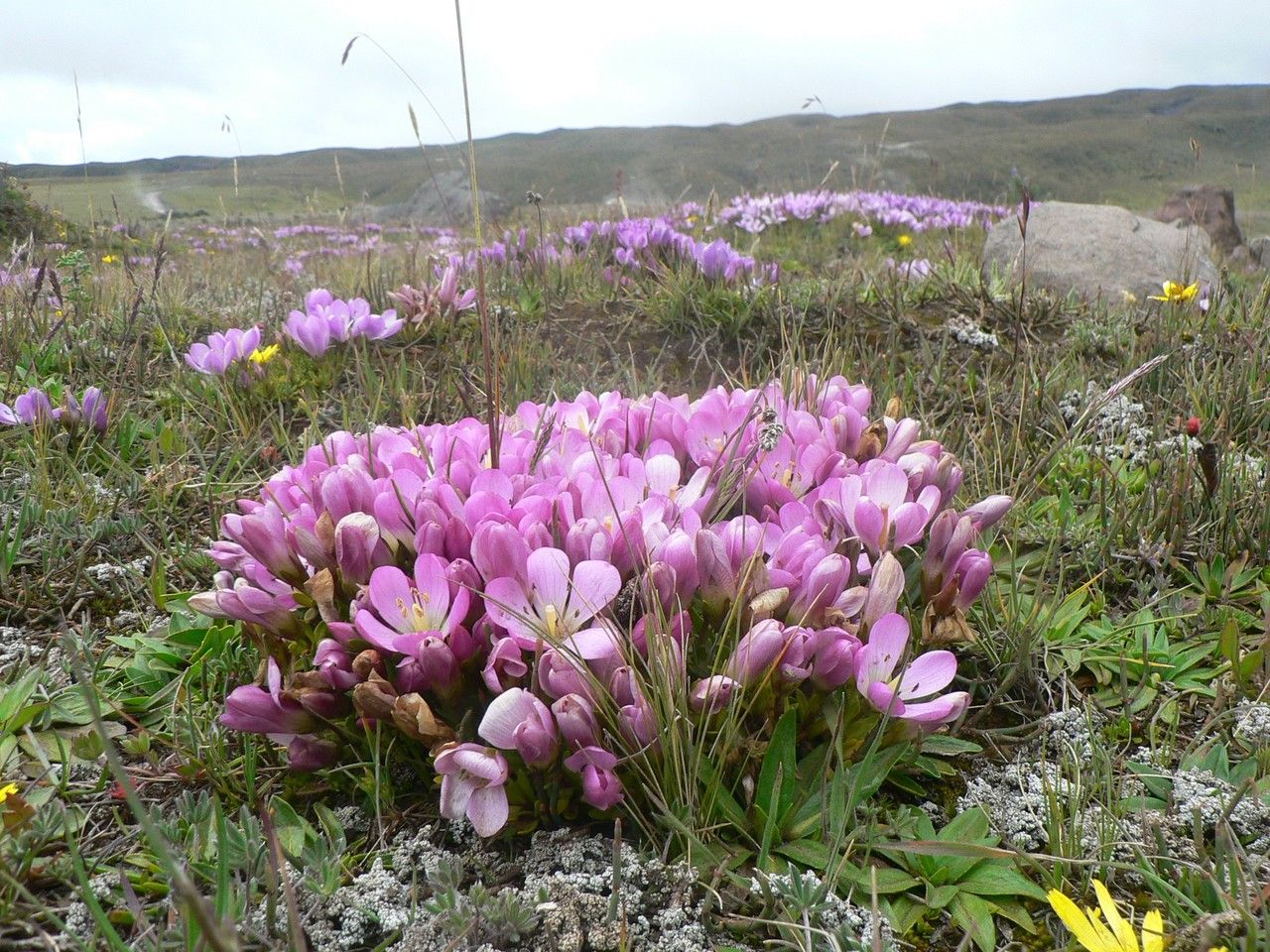 Gentianella cerastioides flower