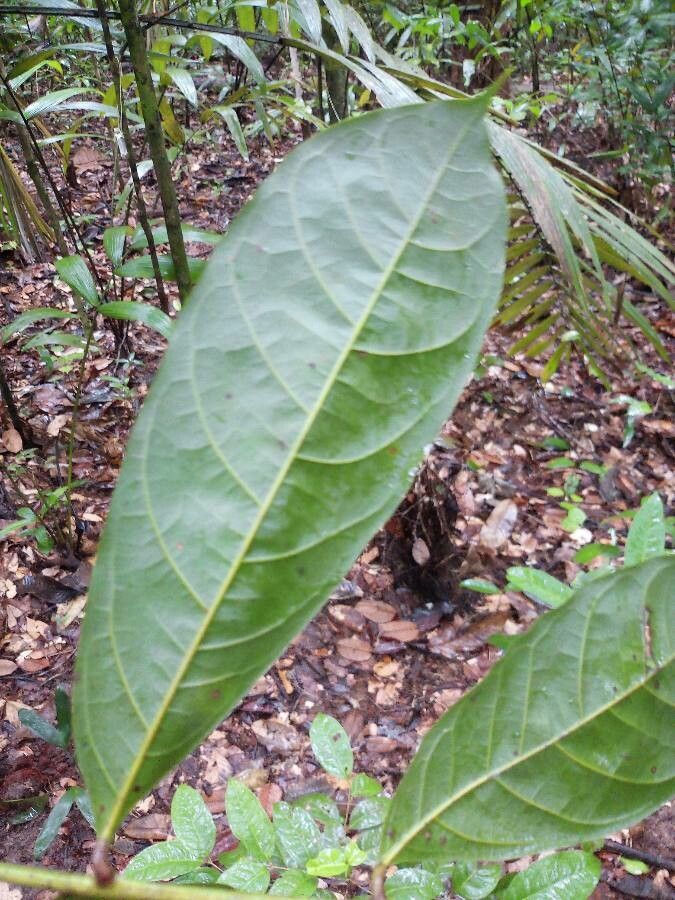 Talisia megaphylla — houseplant care guide